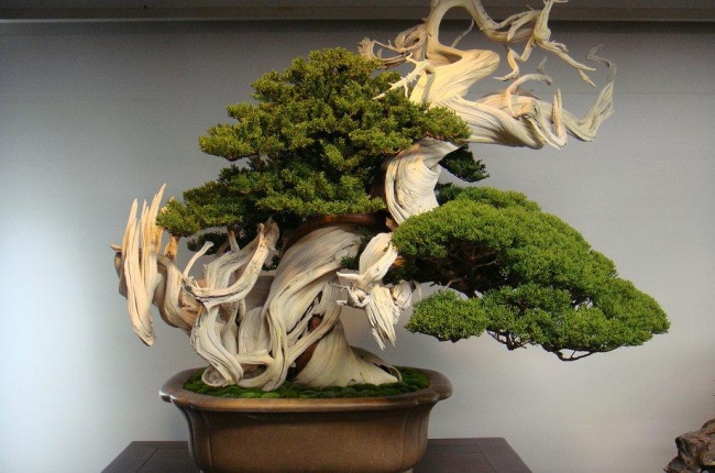 800 year old bonsai tree